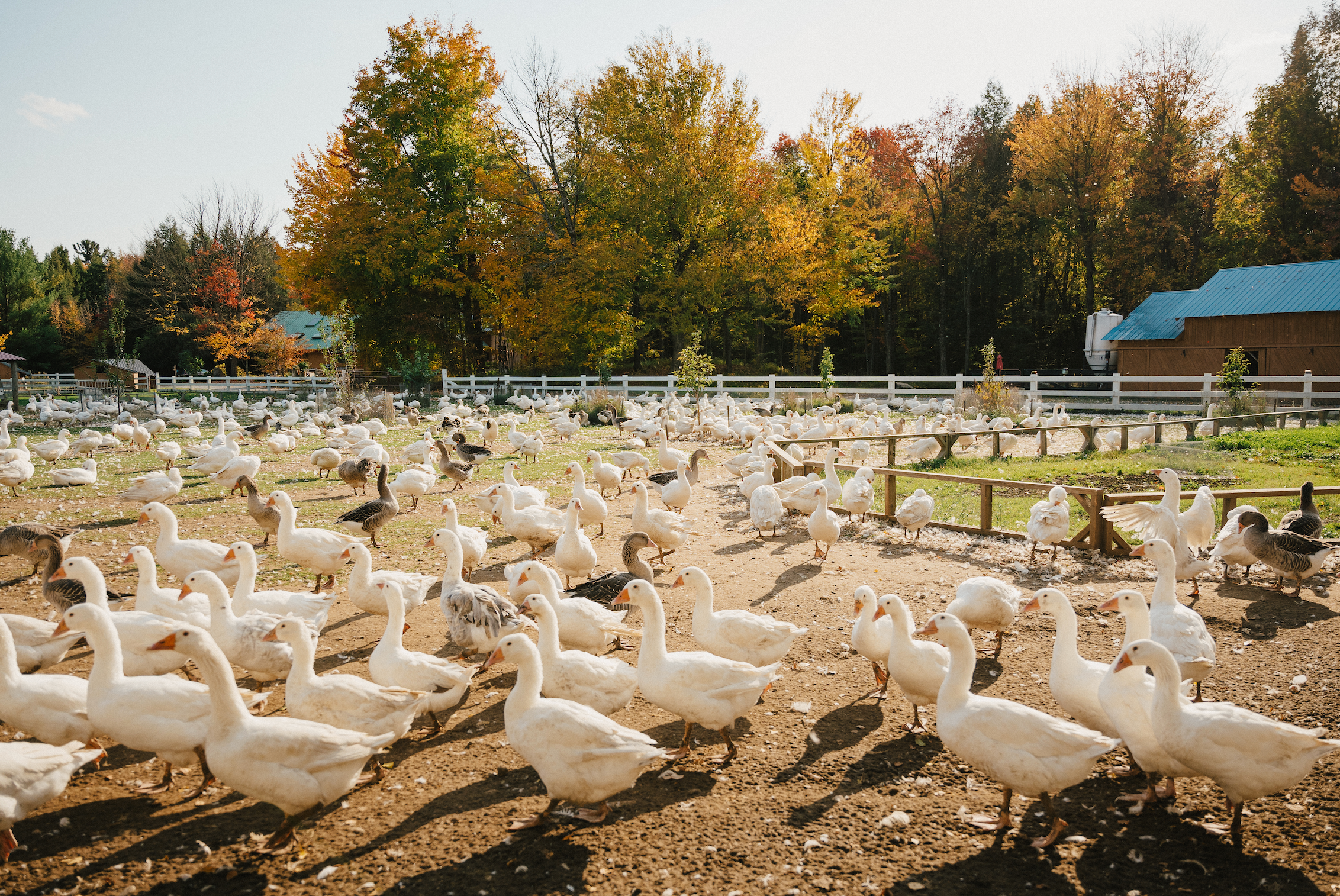 Nouveau couvoir pour Au Gite des Oies
