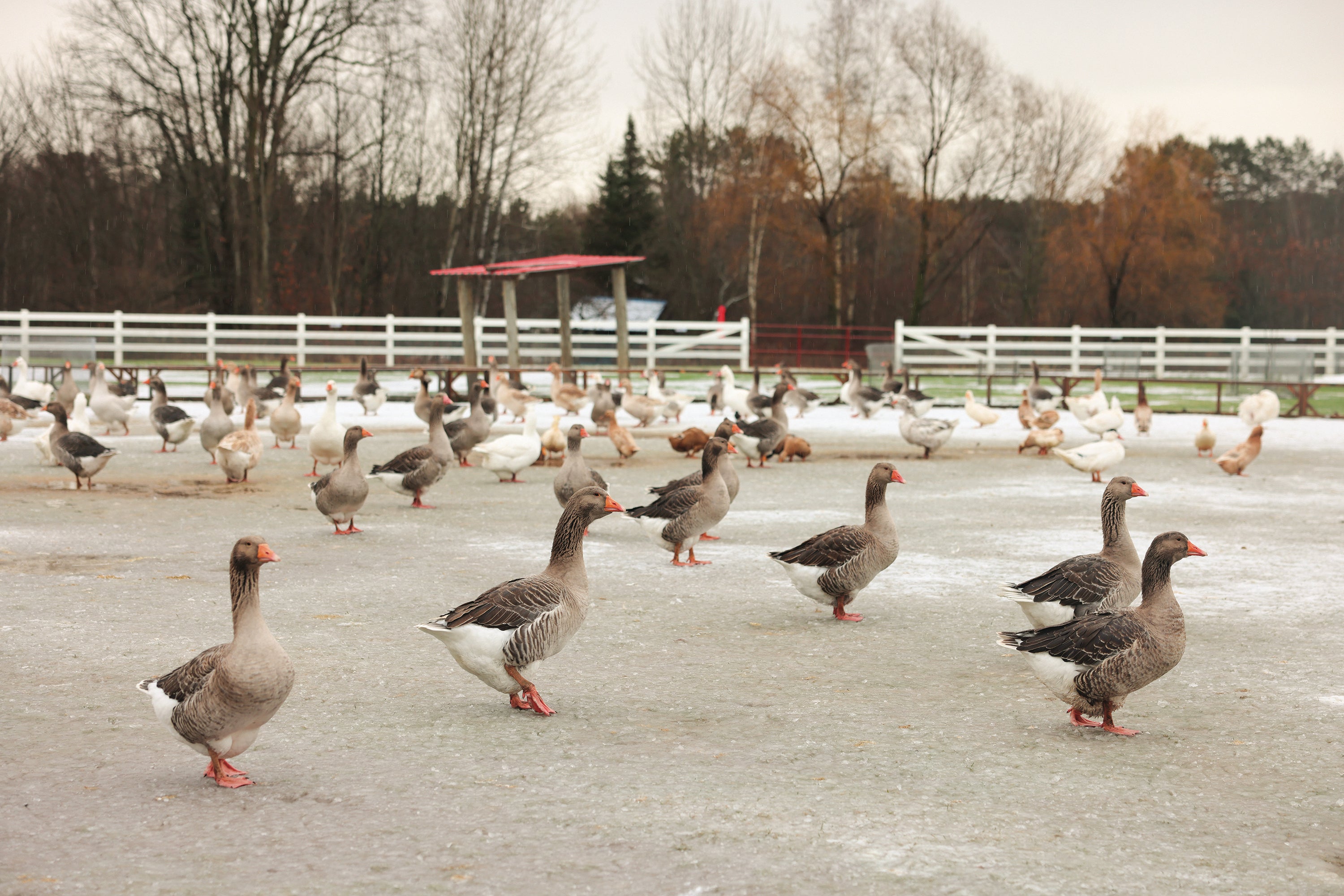 On se prépare gaiement pour l’hiver au Gîte des Oies!