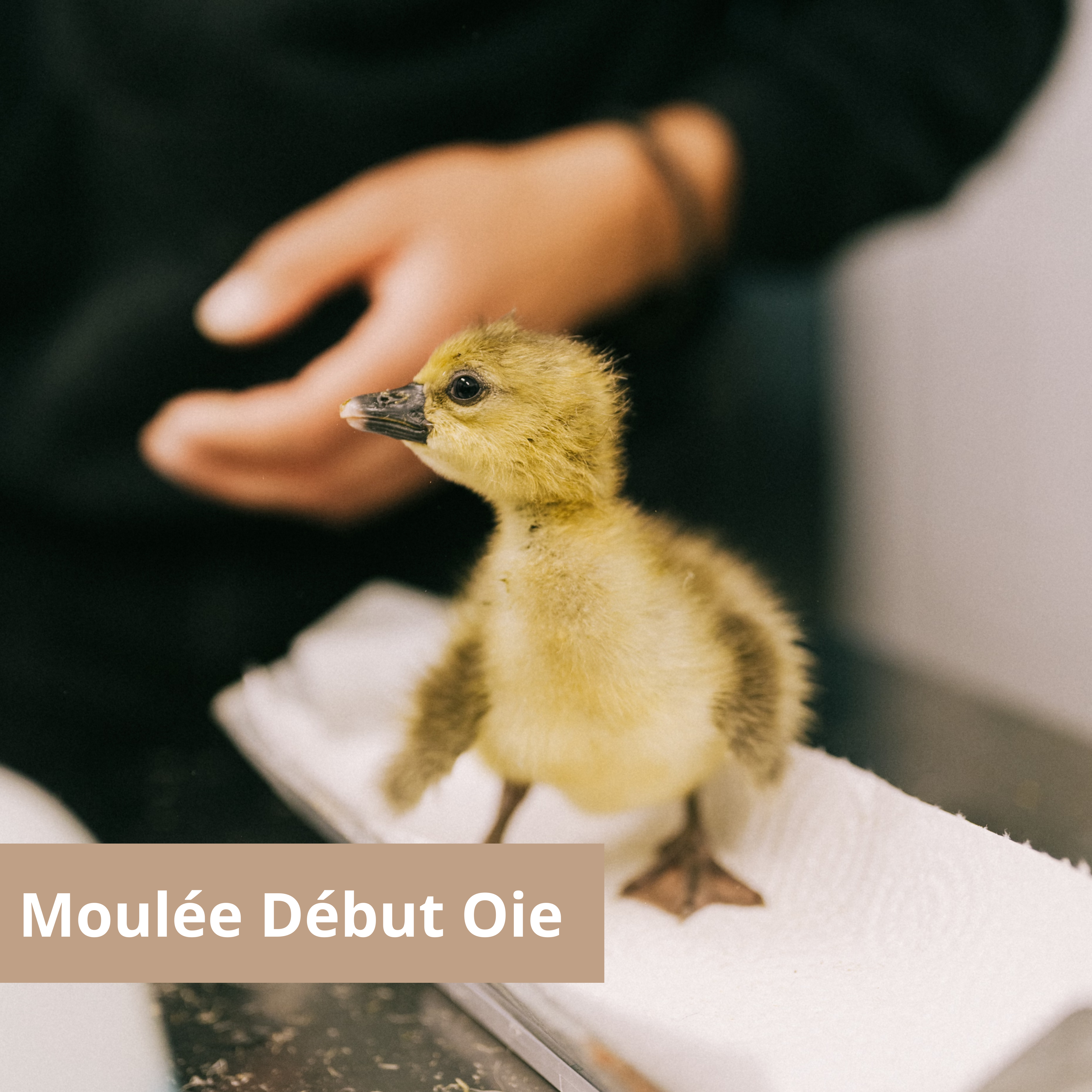 Moulée - début oie