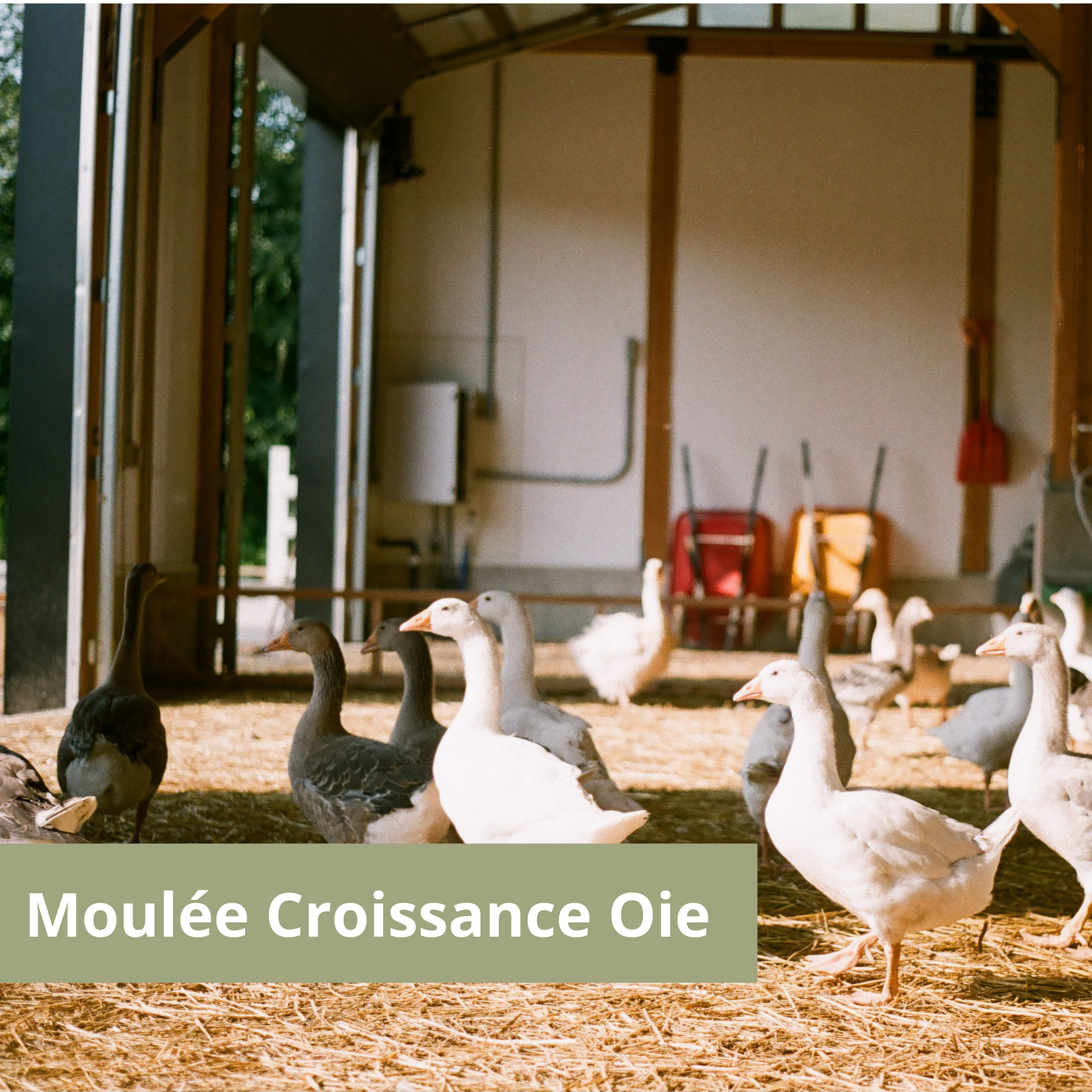 Moulée - croissance oie