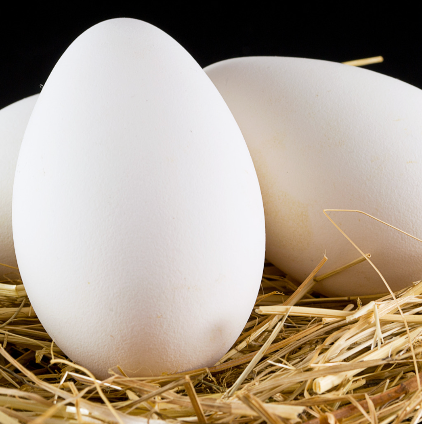 Oeuf d'oie