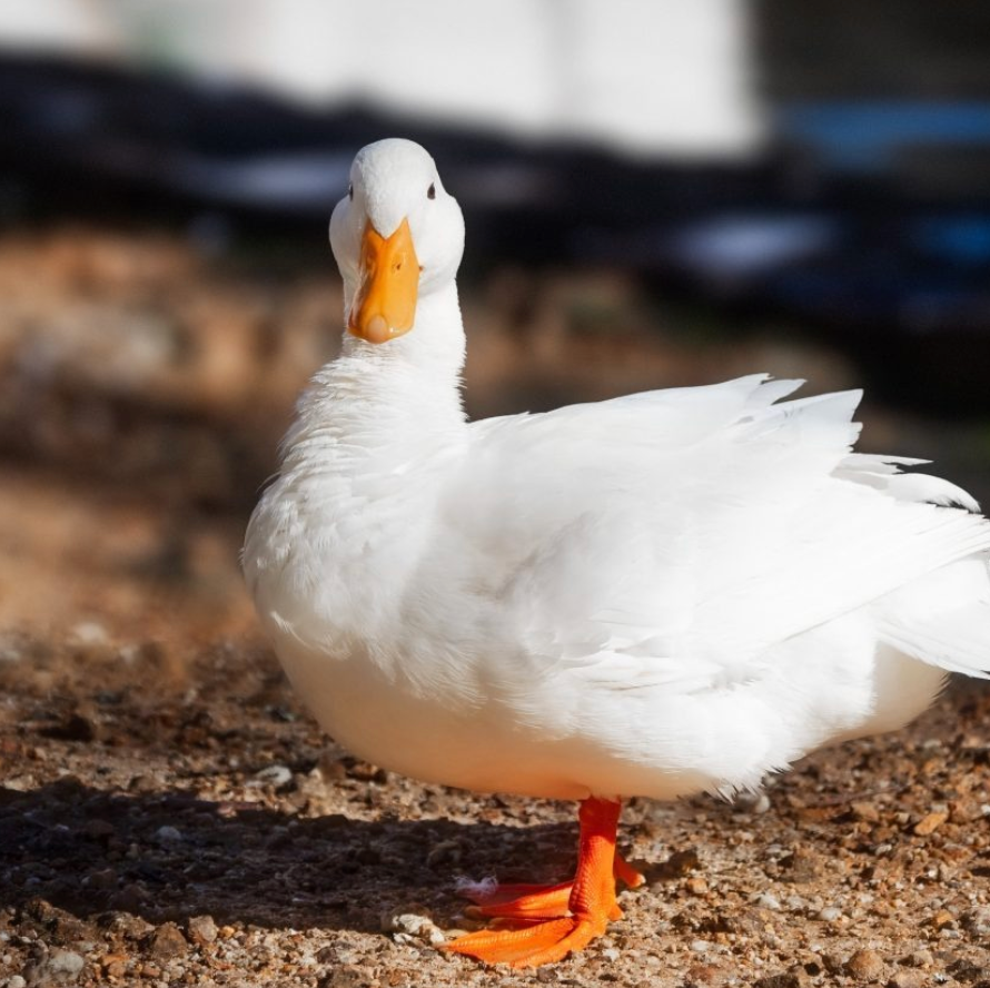 Canard Pékin