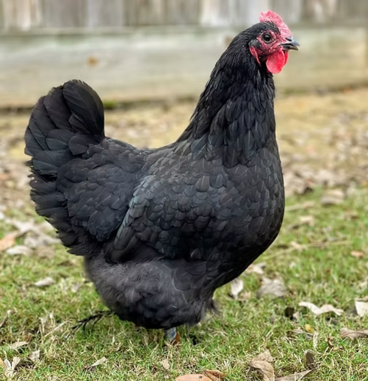 Australorp noir