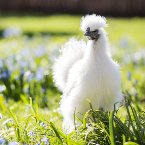 Poules soyeuses blanches