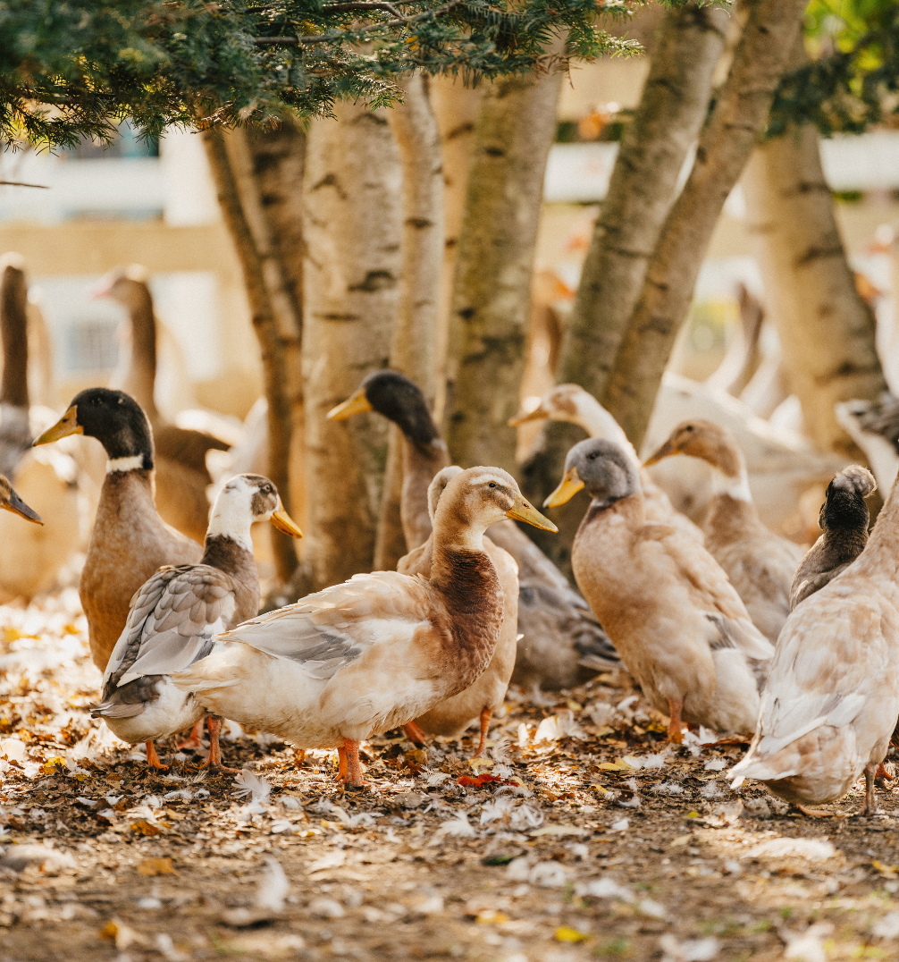 Canard Coureur Indien