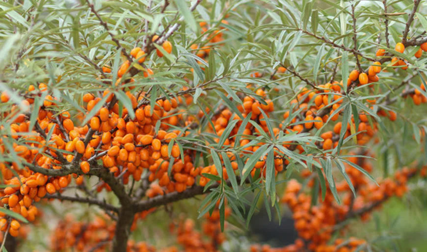Escapade gourmande en Montérégie