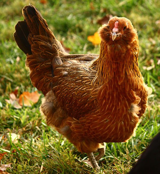 Ameraucana
