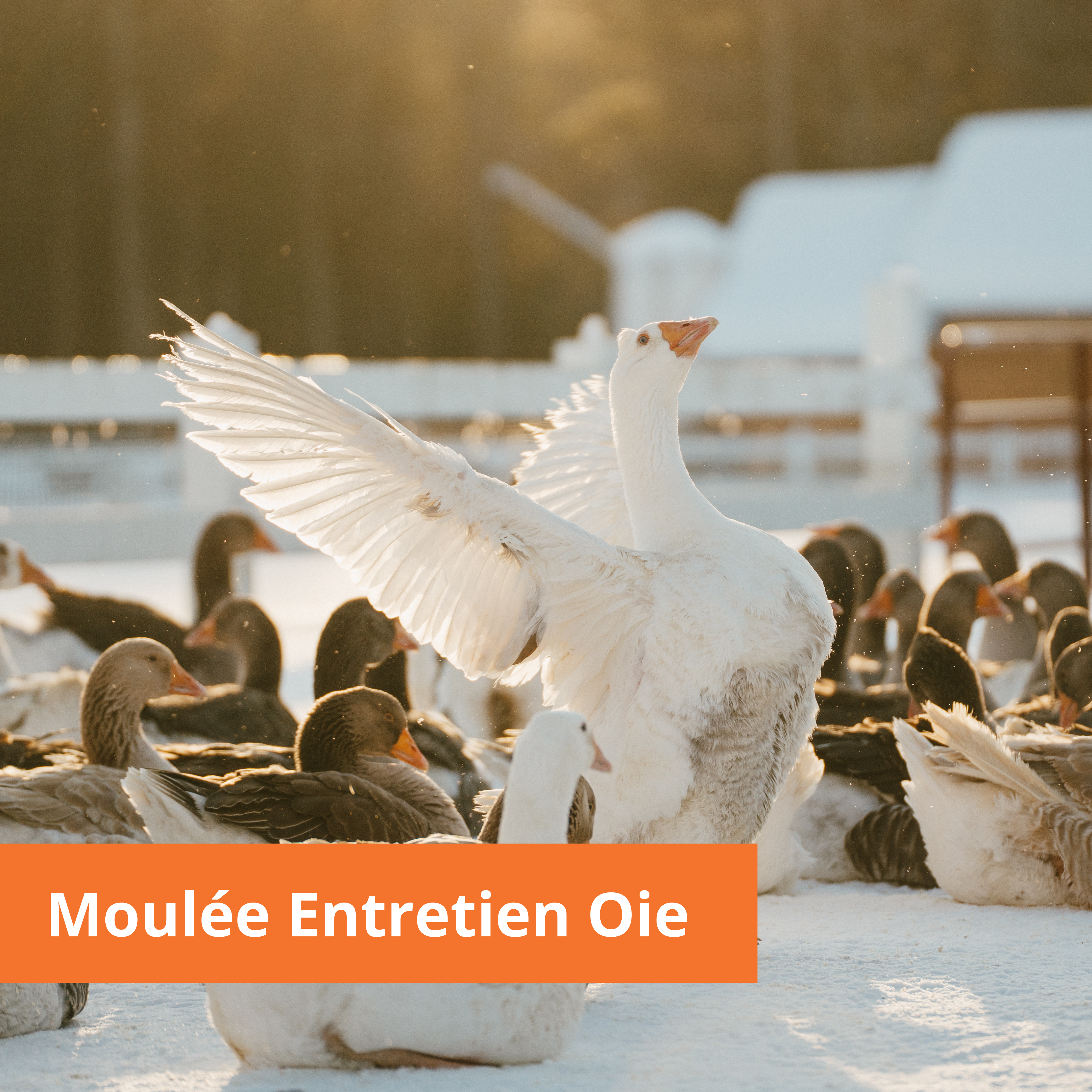 Moulée - entretien oie