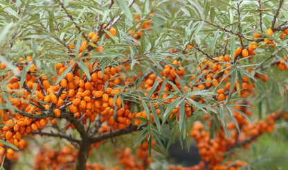 Escapade gourmande en Montérégie